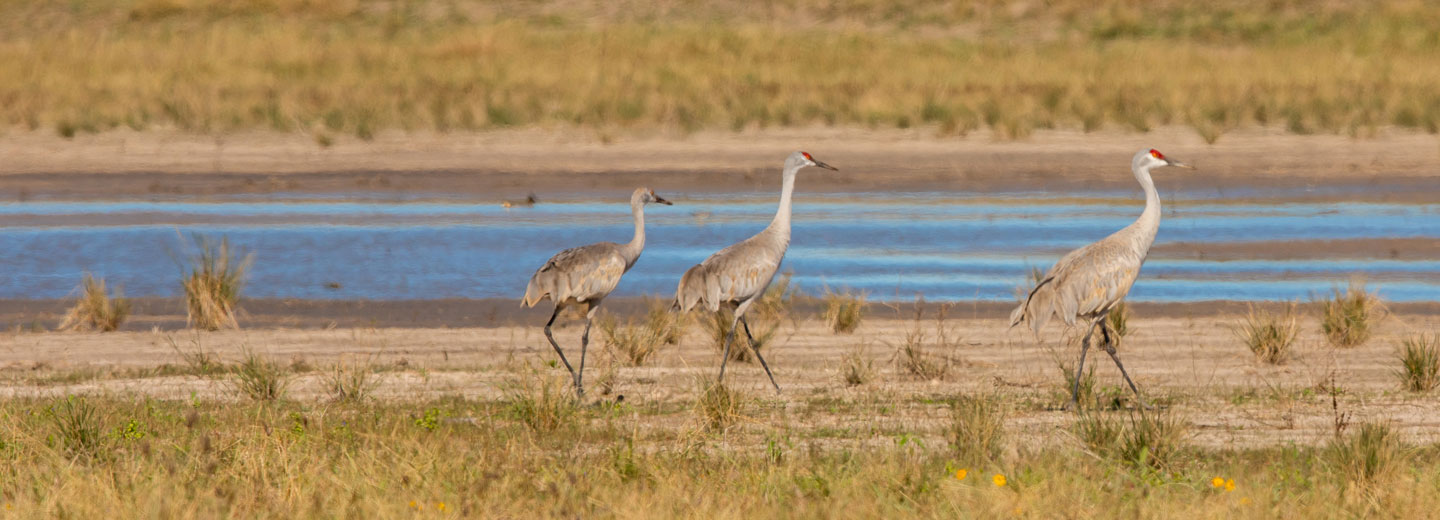 Cranes walking along the beach outside of the RGLNG terminal