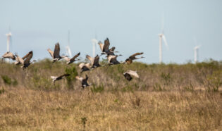 A flock of geese flying over a field with white wind turbines in the background