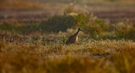 Bird feeding in a field